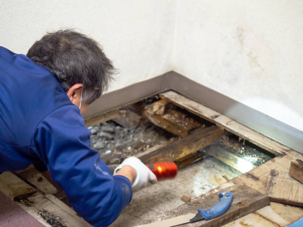Best Crawl Space Mold Removal  in Rmel By The Sea, CA