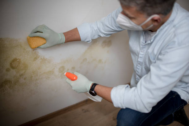 Best Mold Damage Repair  in Rmel By The Sea, CA