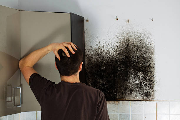 Mold Removal Process in Carmel By The Sea, CA
