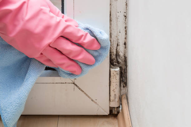 Best Commercial Mold Removal  in Rmel By The Sea, CA