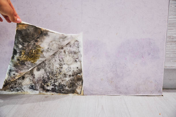Mold Testing and Removal in Carmel By The Sea, CA